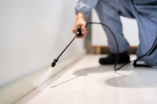Licensed Wasp Removal service in Madison, WI - Show Me Pest Control